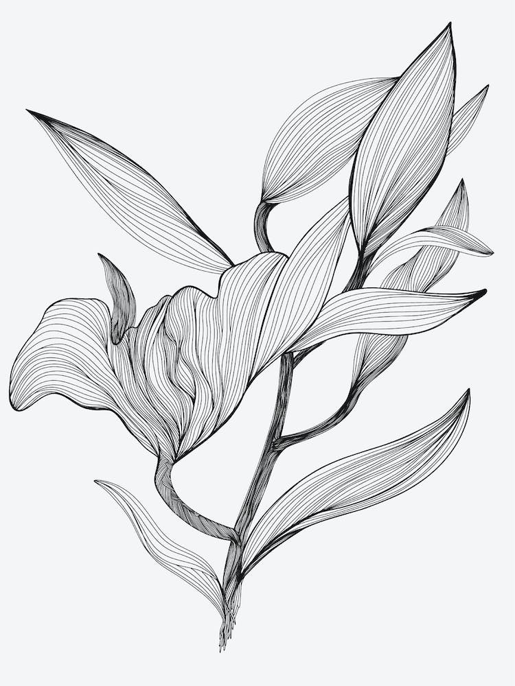 Lily Floral Linear Drawing