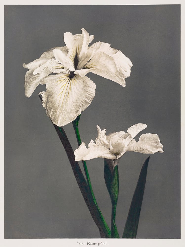 Iris Kæmpferi, Hand Colored Collotype From Some Japanese Flowers (1896), Ogawa Kazumasa
