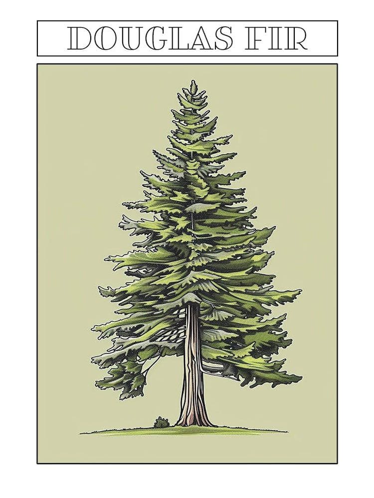 Douglas Fir Tree Minimalistic Drawing 4 Poster