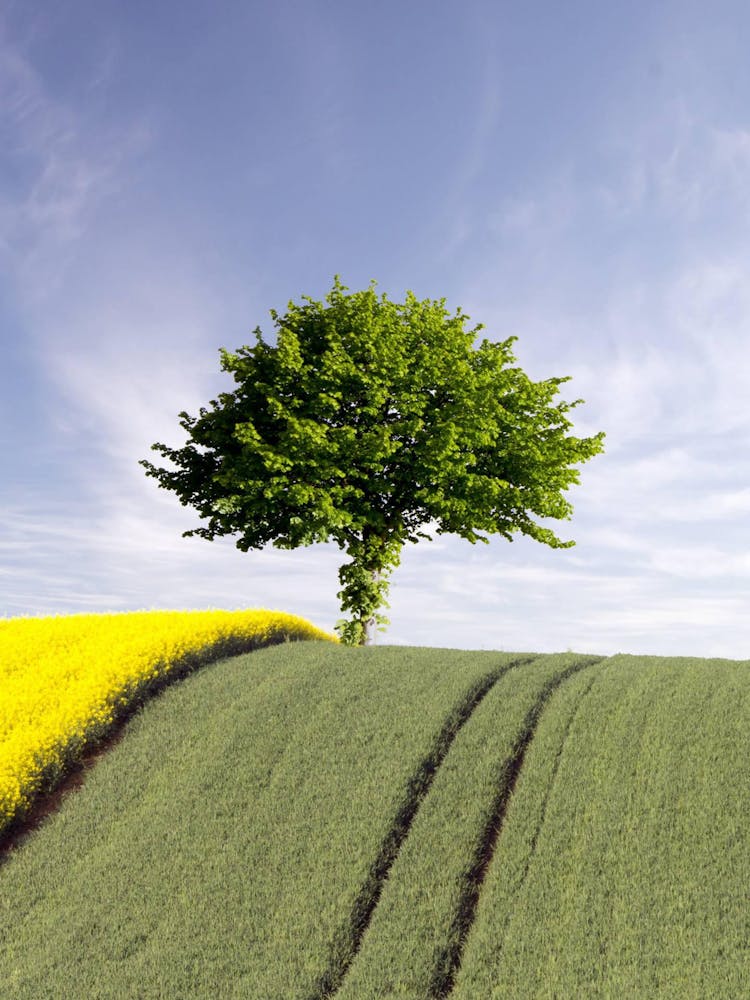 Lone Tree In A Field