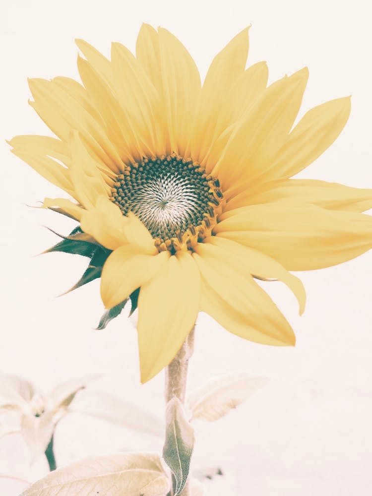 Almost Open Sunflower