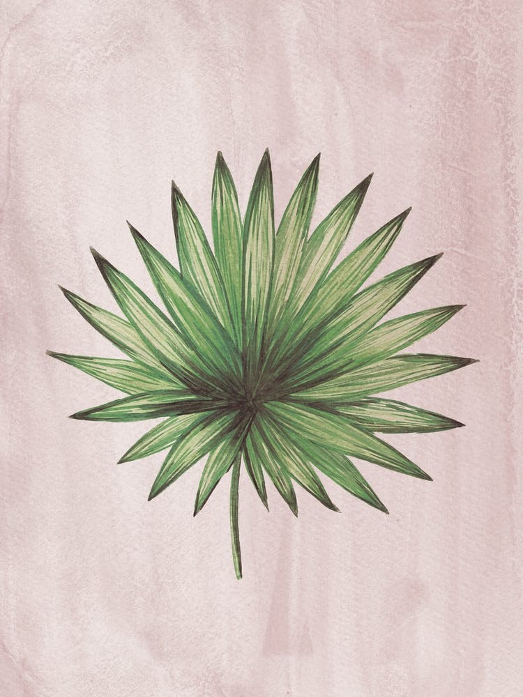 Palm Leaf