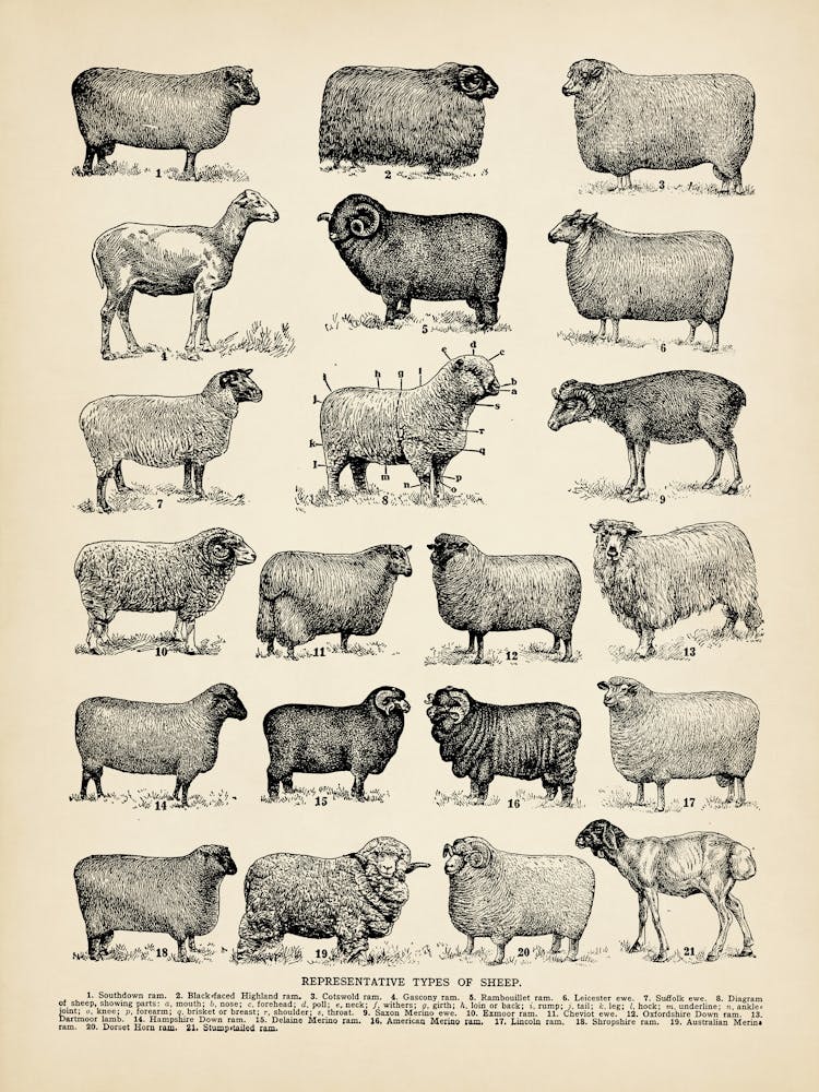 Impression de Races de Moutons, Affiche Types de Moutons, Décoration de Ferme, Cadeaux pour Agriculteurs, Affiche, Décoration Murale Mouton, Cottage, Élevage de Bétail, Art du Bétail