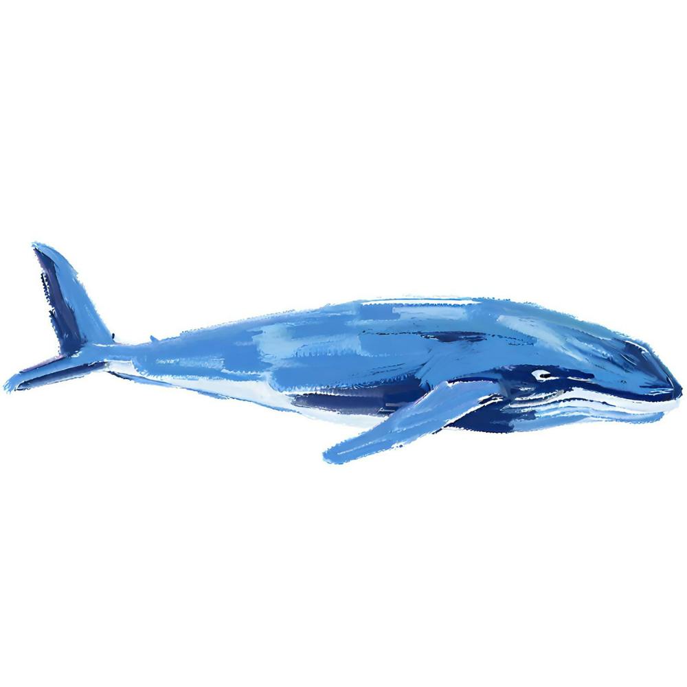 Blue Whale 08