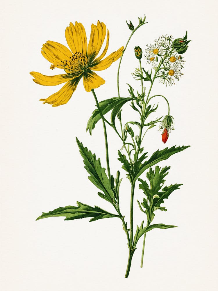 Vintage Botanical Galleria Style Wildflower Painting 14