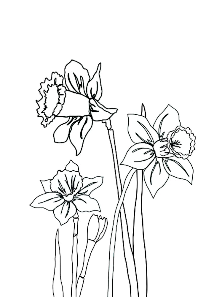 Daffodil Drawing