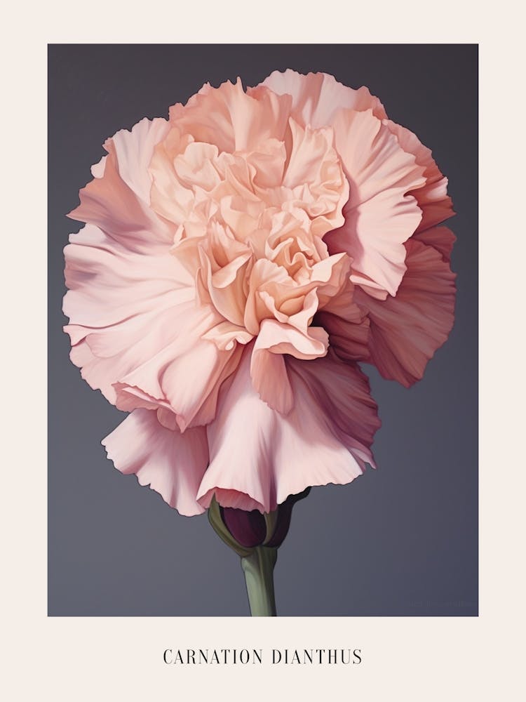 Floral Illustration Carnation Dianthus 4 Poster