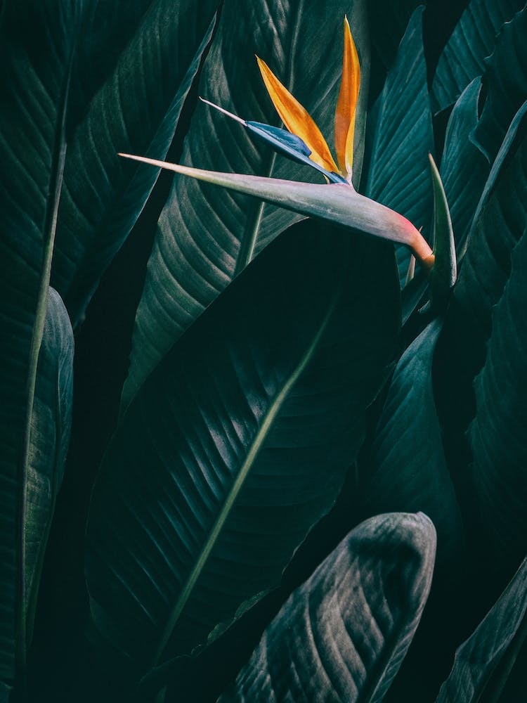 Bird Of Paradise