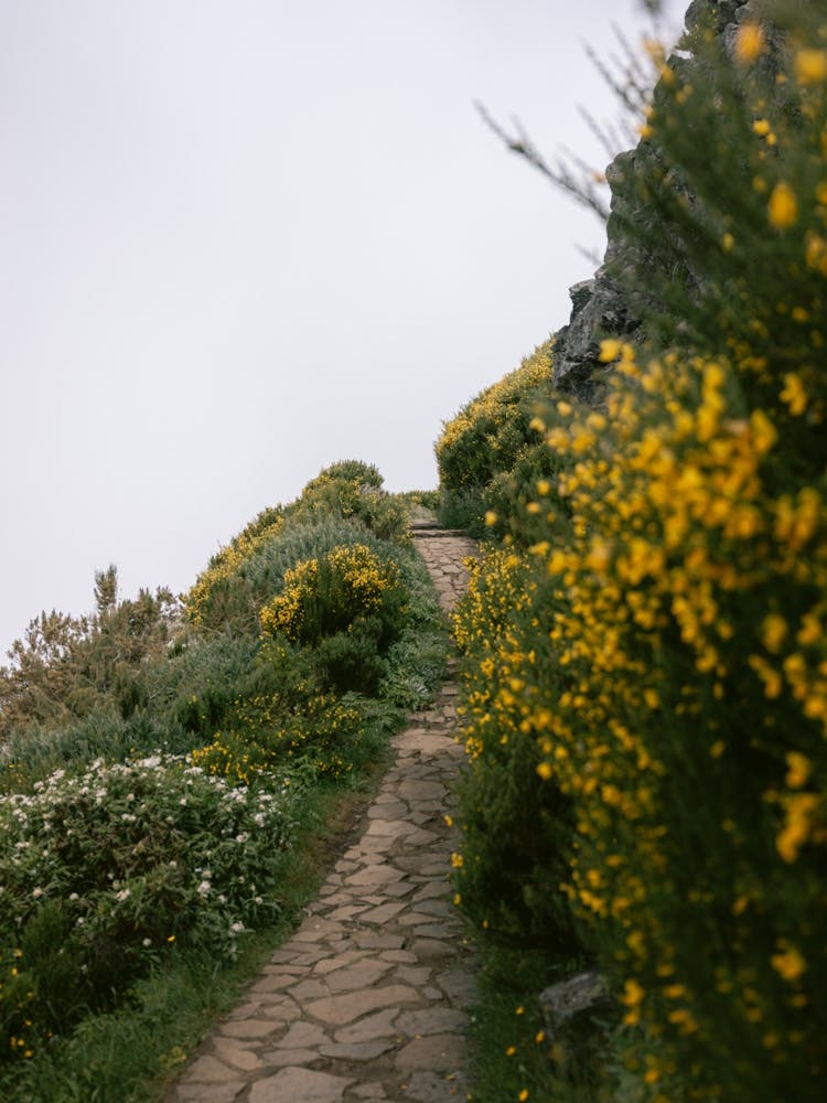 Path through the Mist