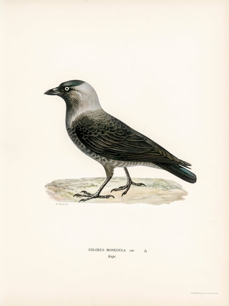 Coloeus Monedula, The Von Wright Brothers