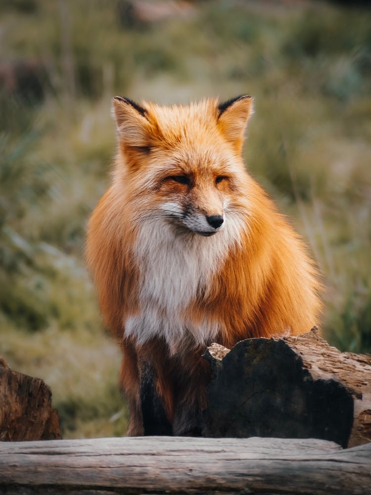 Renard dans la Forêt 1