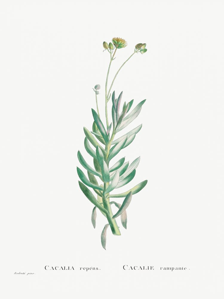 Cacalia Repens, Pierre Joseph Redoute