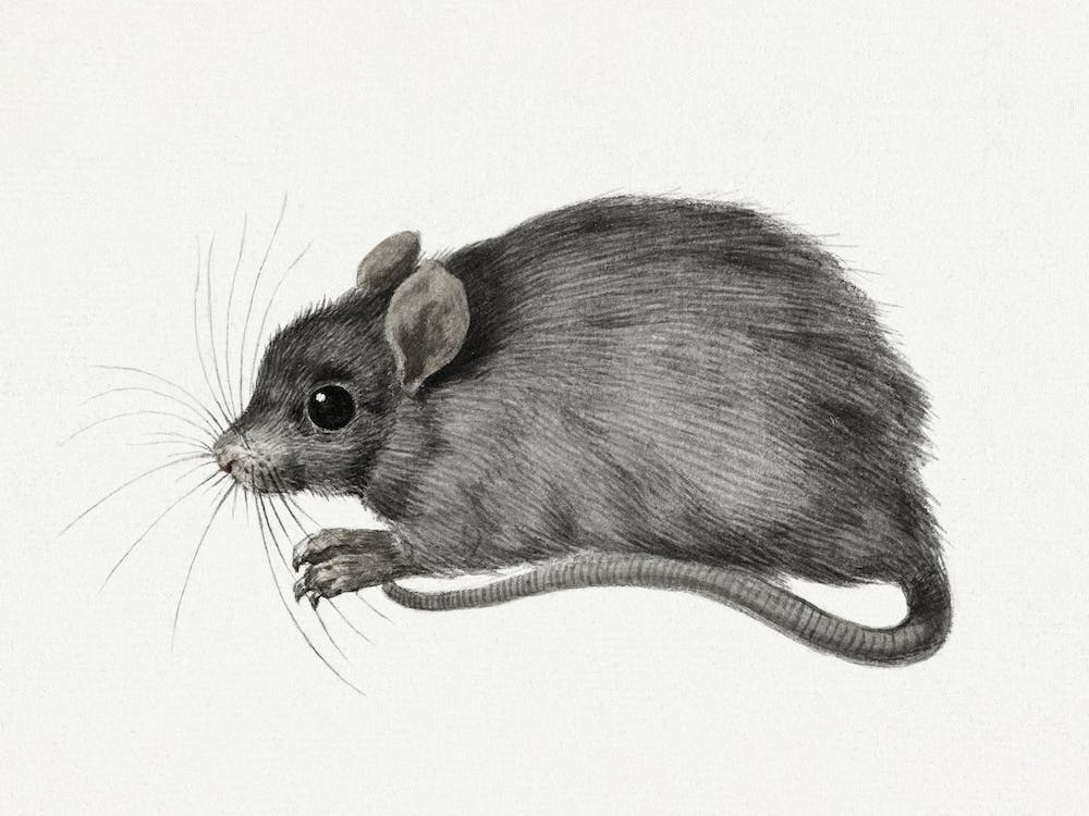 Mouse, Jean Bernard