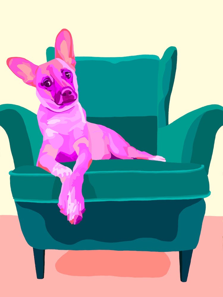 The Look - Pink Dog On A Chair