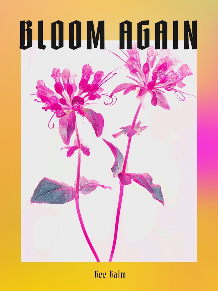 Hot Pink Bee Balm 2 Poster