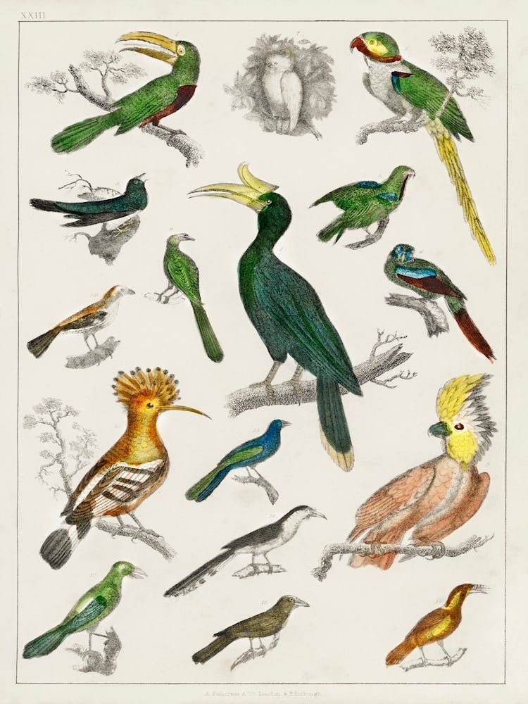 Collection Of Various Birds, Oliver Goldsmith