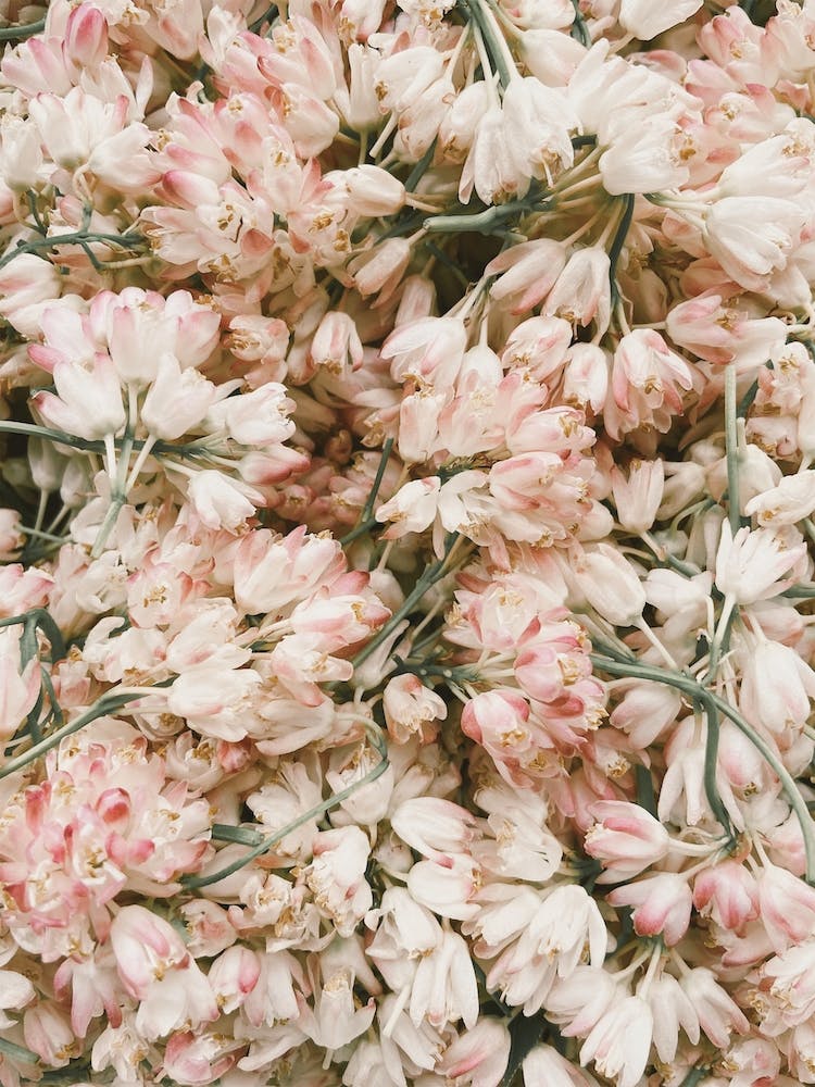 Pink And White Tulips