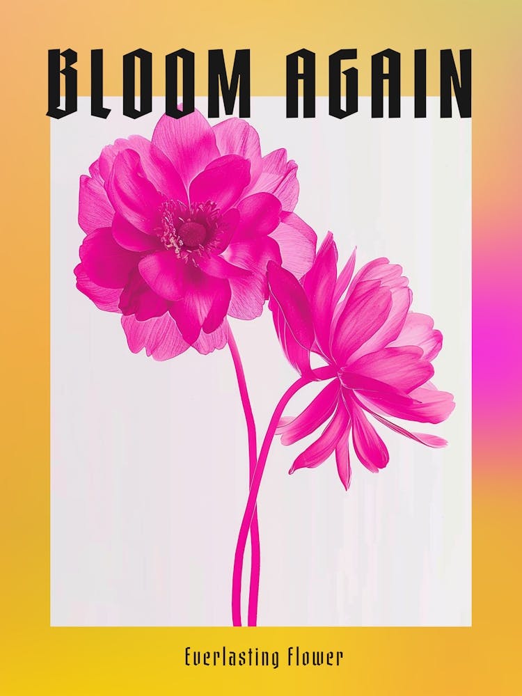Hot Pink Everlasting Flower 2 Poster