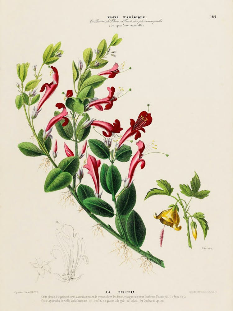 Botanical Illustration Of A Plant 1