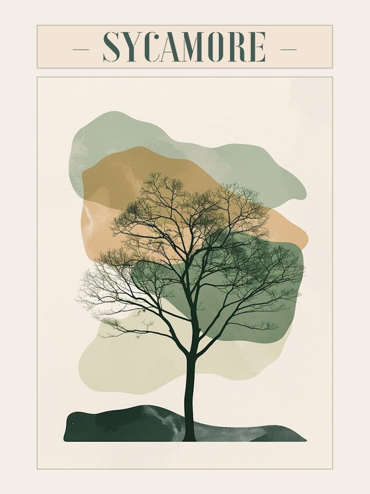 Sycamore Tree Minimal Japandi Illustration 4 Poster
