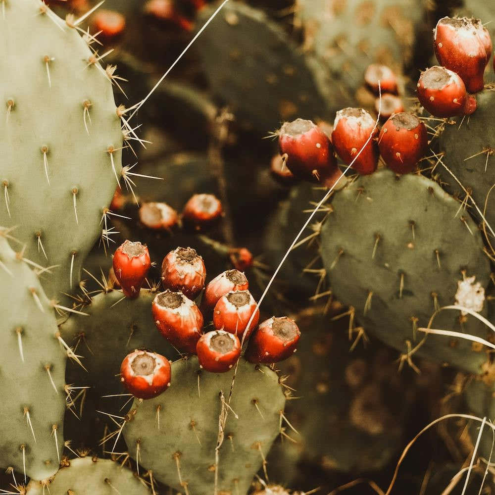 Pink Cactus Fruit Square