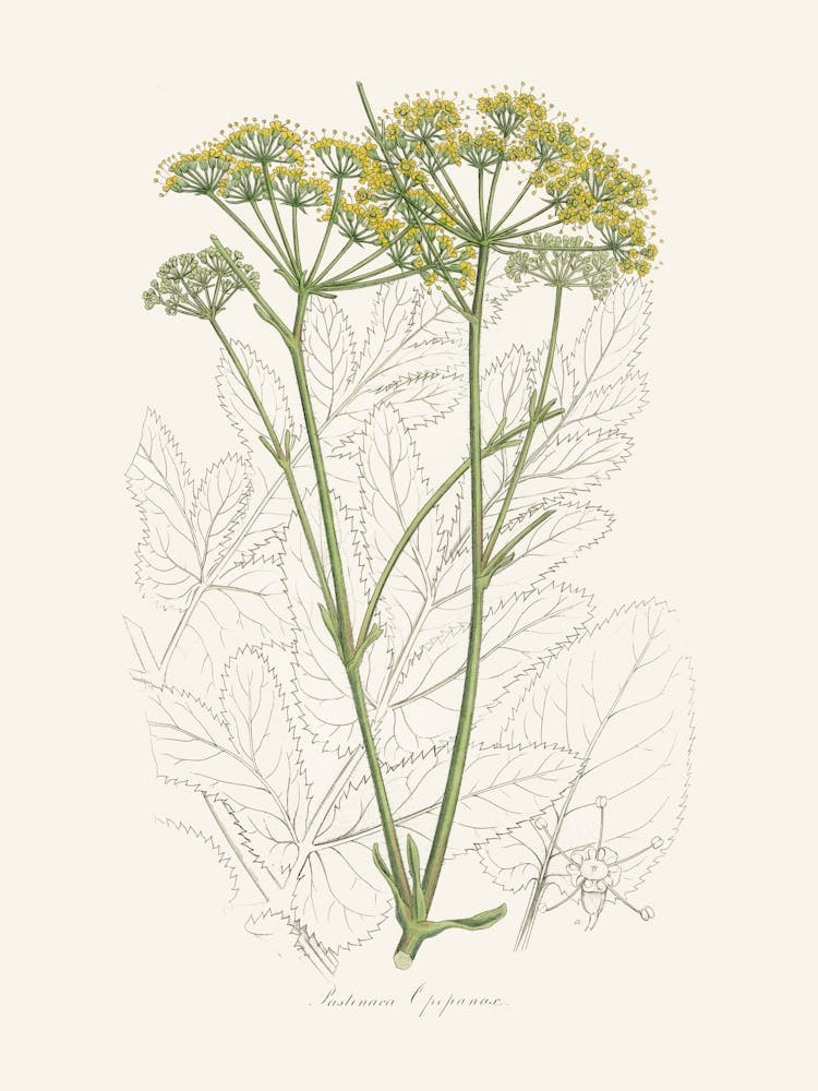 Vintage Botanical John Stephenson and James Morss Churchill_2731684