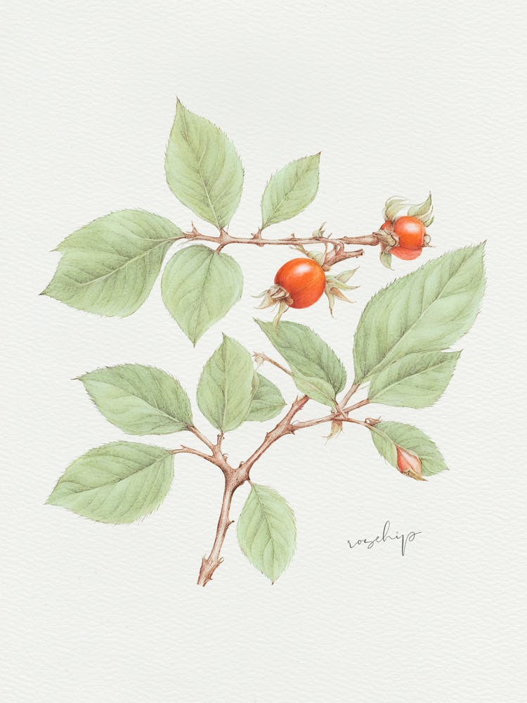 English Hedgerow Rosehip - Textured Botanical Wall Print Set | Floral Collection