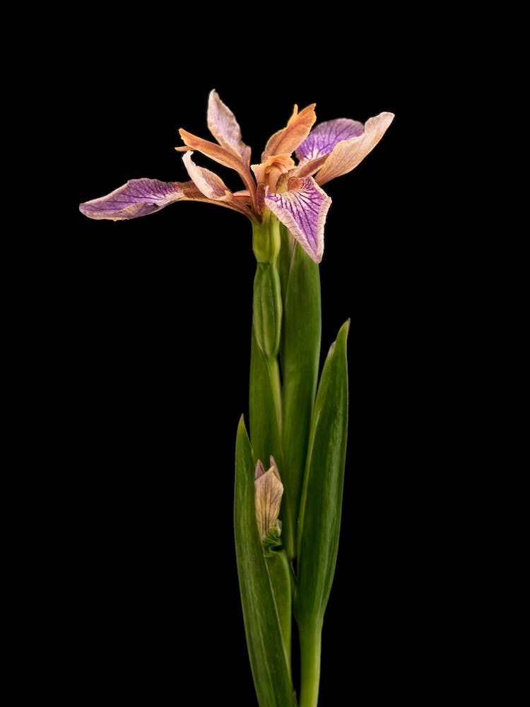 Flower Wild Iris
