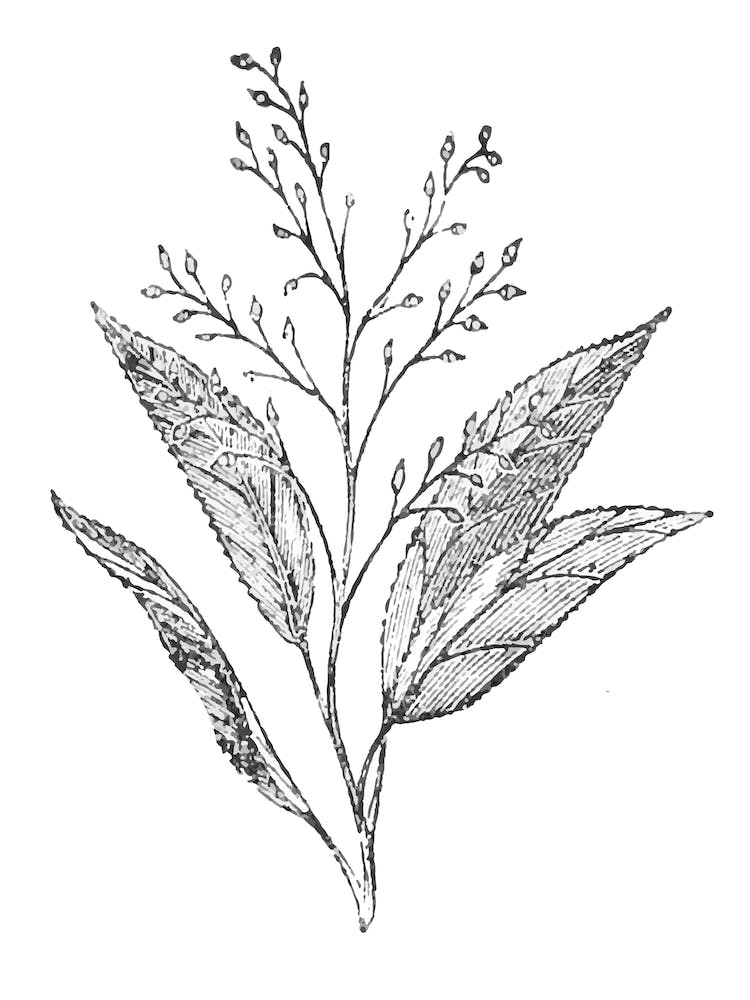 Botanical Leaves and Stem