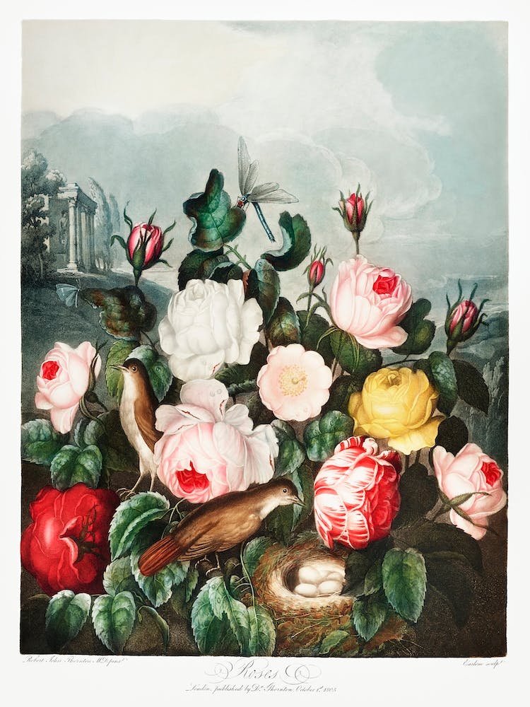 Roses From The Temple Of Flora (1807), Robert John Thornton