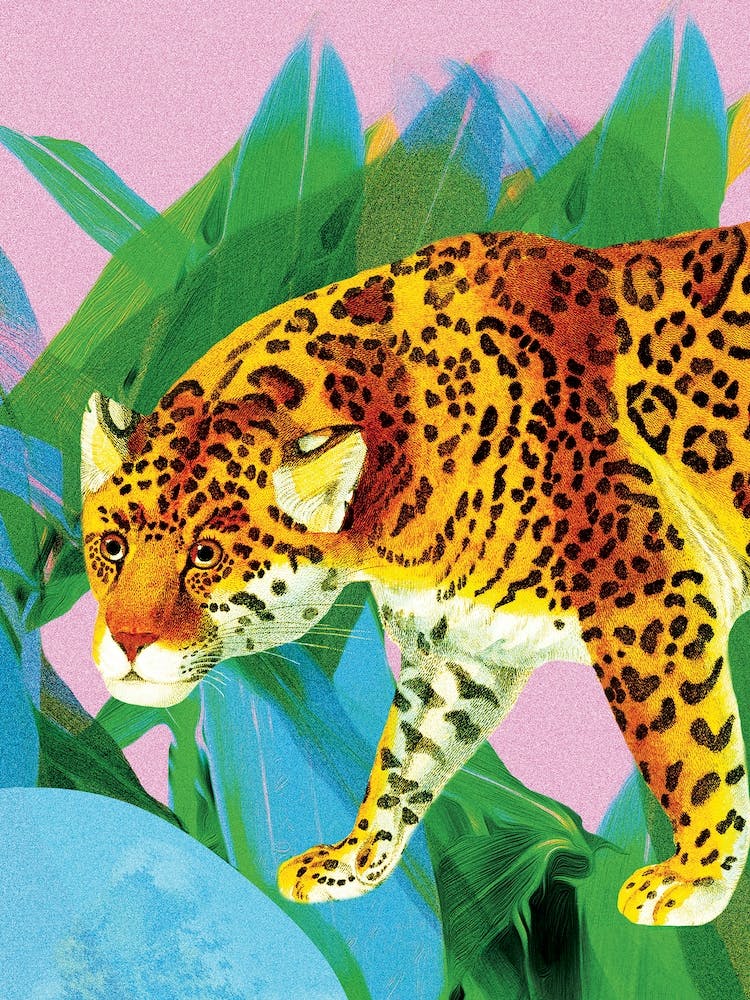 Leopard