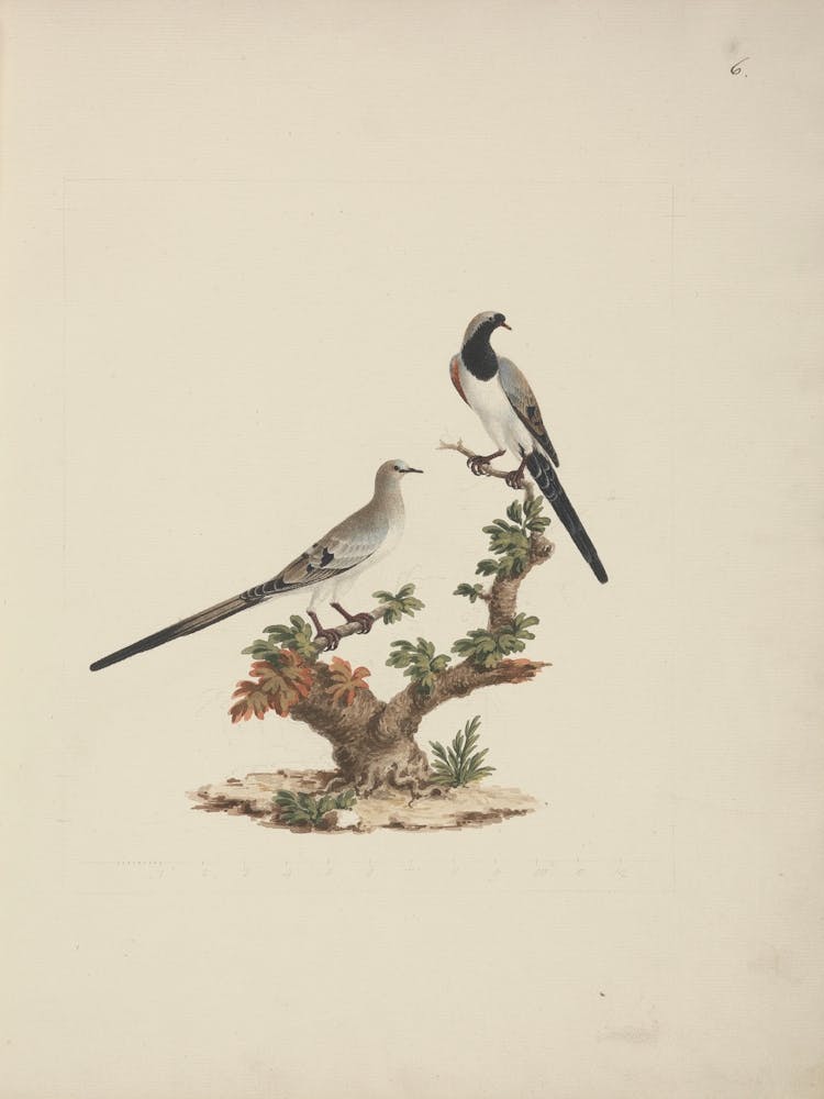 Two Birds Perched On A Branch