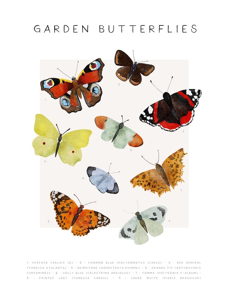 Garden Butterflies Watercolour