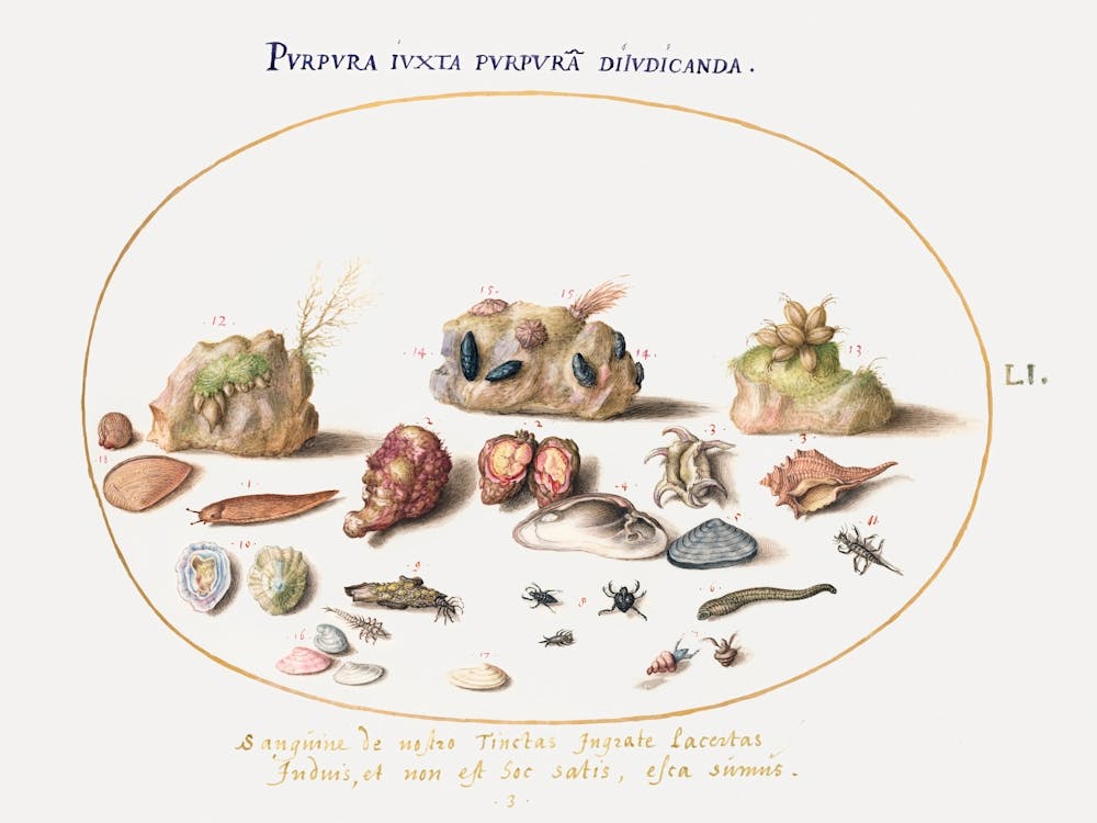Murex Mollusks, Shells, Hermit Crabs, Slug, Insects And Other Sea Life (1575–1580), Joris Hoefnagel