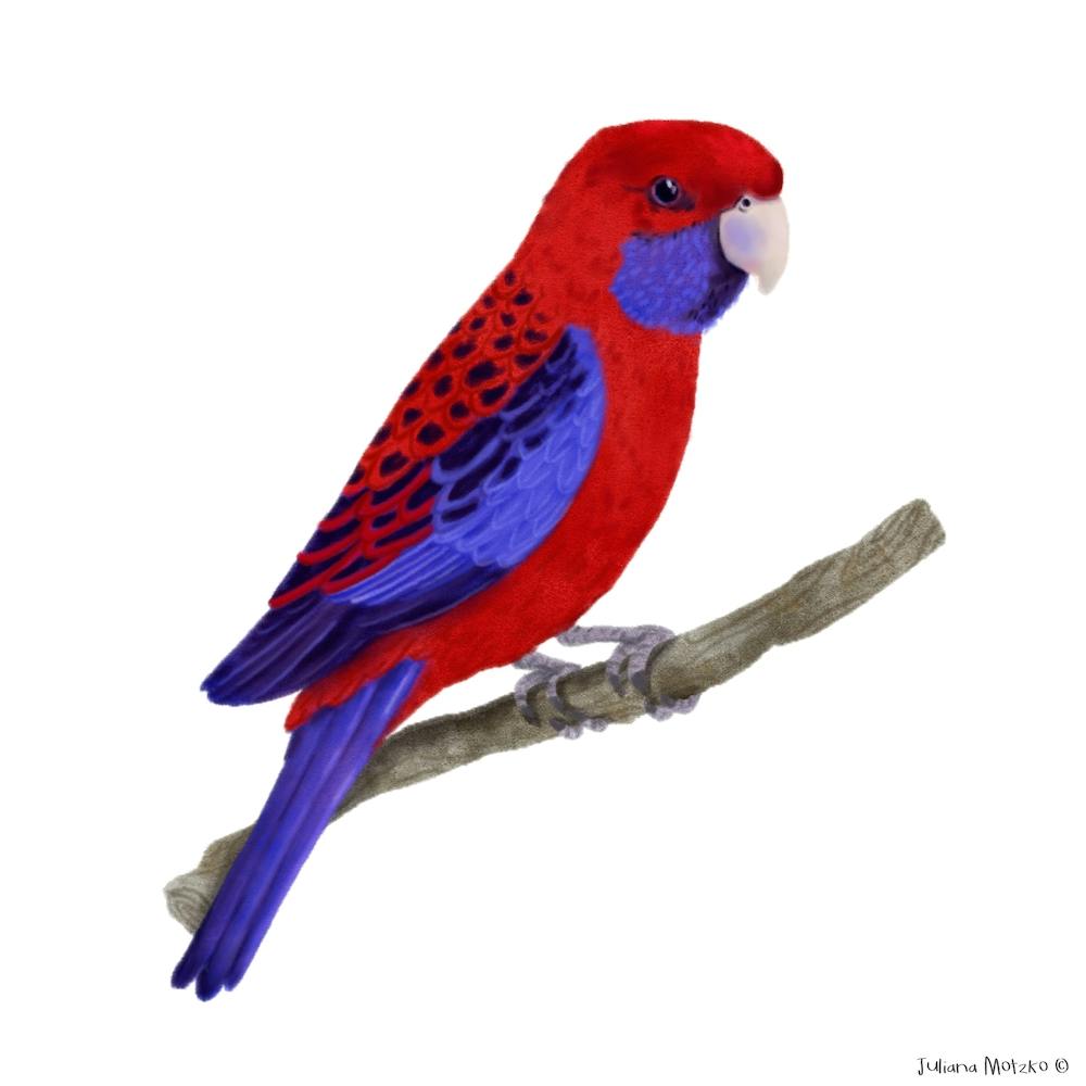 Crimson Rosella Bird Square
