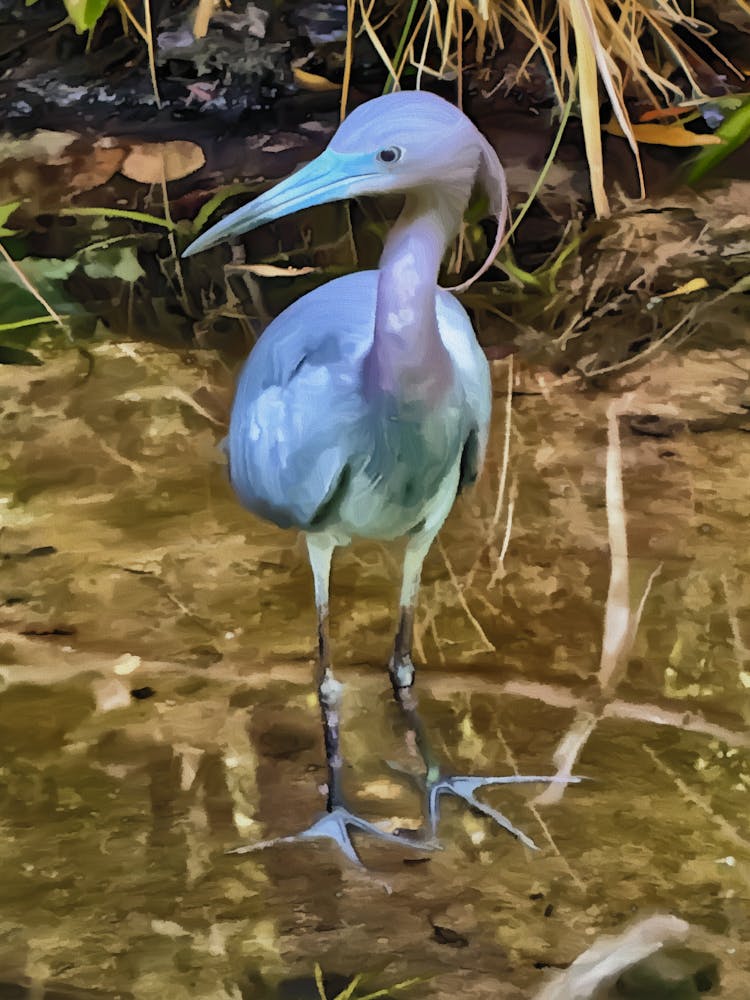 Little Blue Heron