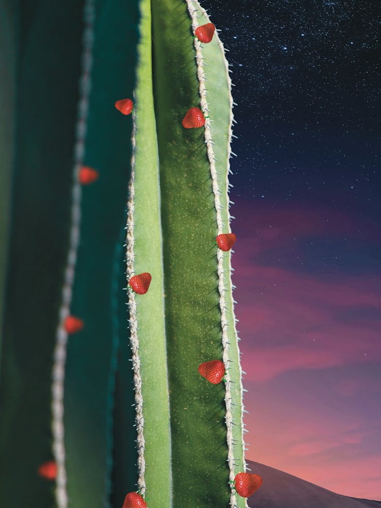 Strawberry Cactus - Sunset