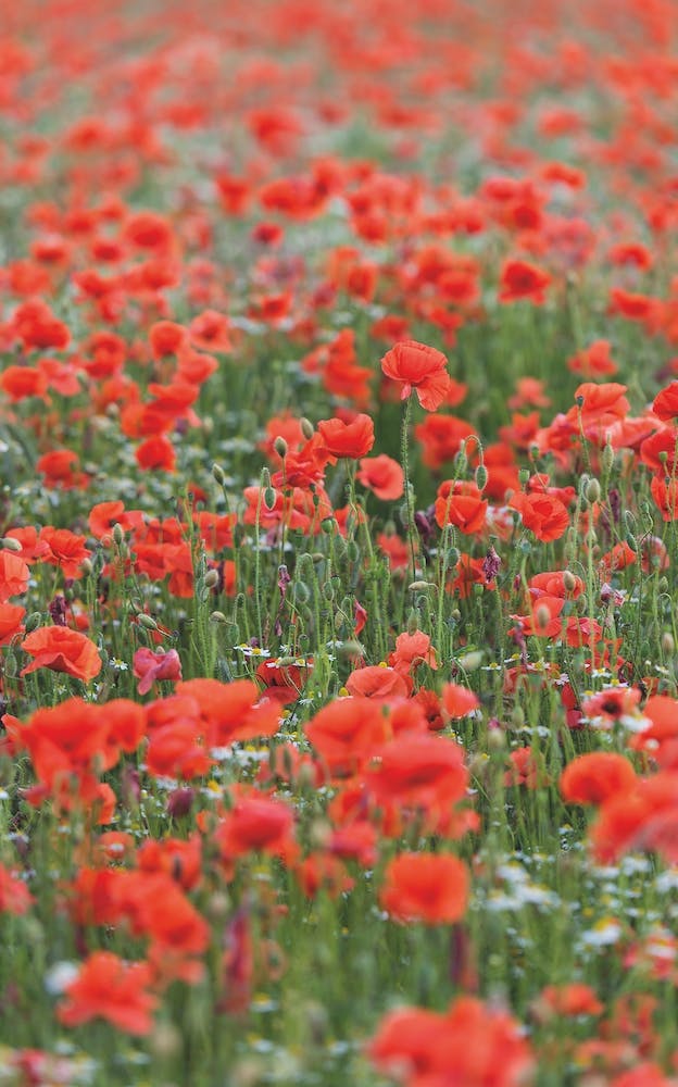 Field of Poppies 1