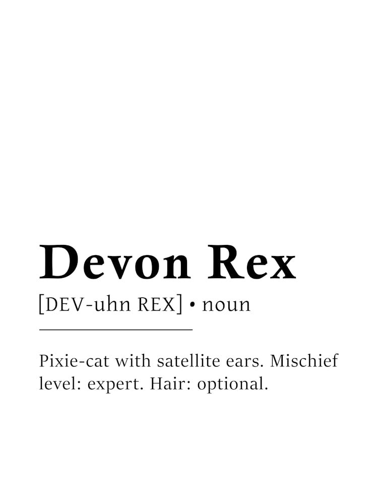 Devon Rex Definition Poster - Dictionary