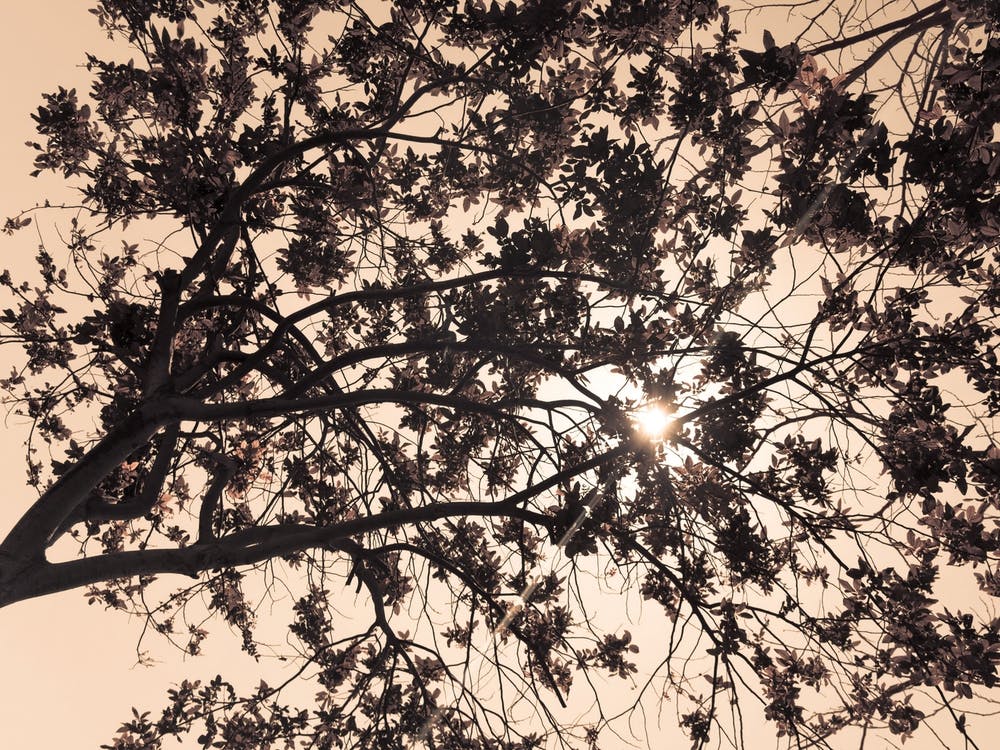 Sun Breaks Through The Branches Brown