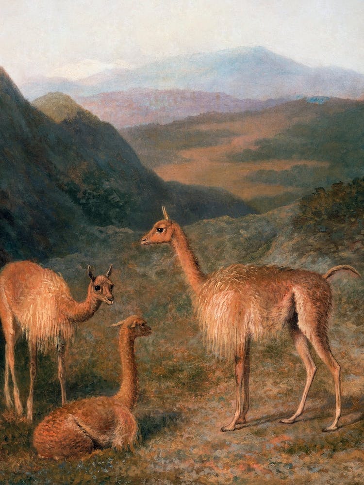 Llamas In Peru