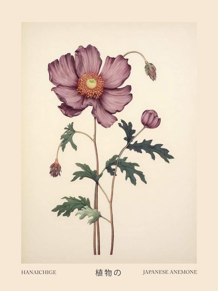 Hanaichige Japanese Anemone 1 Vintage Japanese Botanical Poster