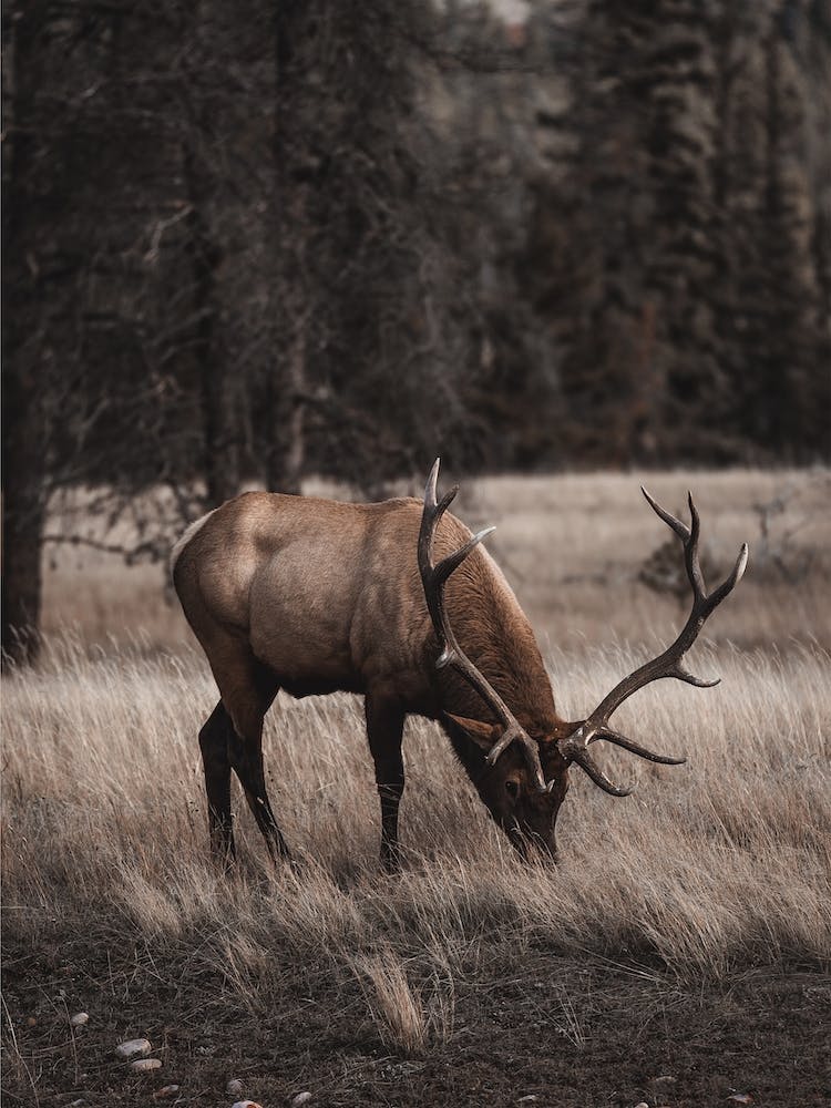 Arizona Elk Scenery