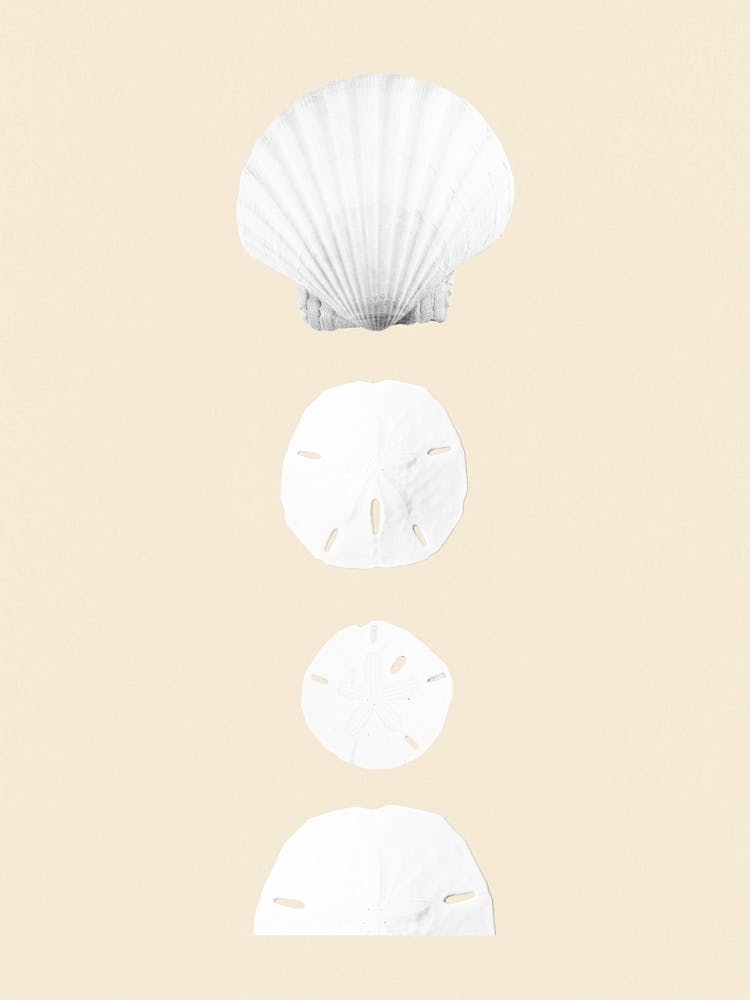 Shell Moon Cycle Poster Abstract Wall Art Boho Print Housewarming Gift INSTANT DOWNLOAD
