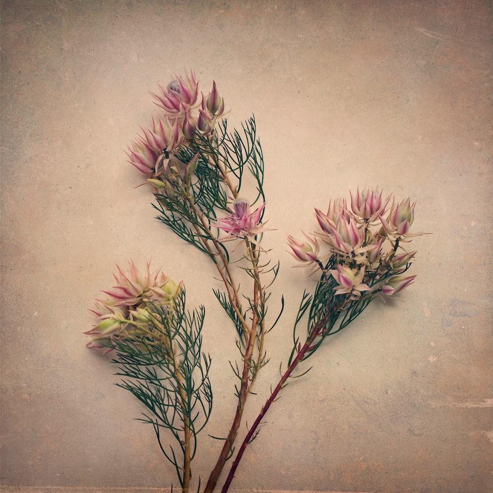 Mariées Rougissantes 5