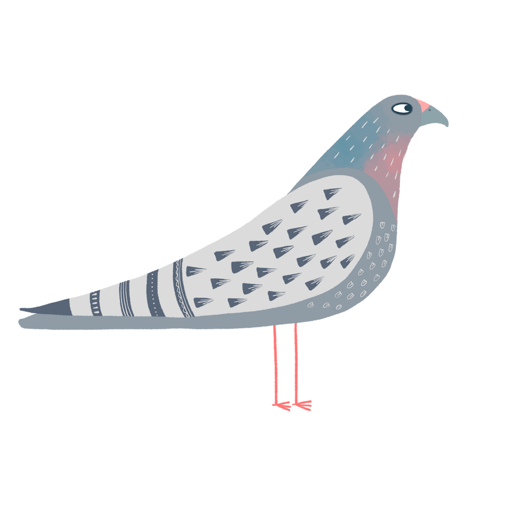 Pigeon 1