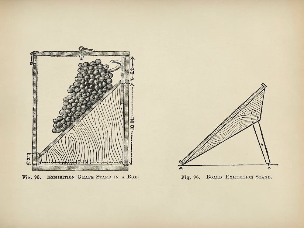 Vintage Illustration Of A Grape Stand, John Wright