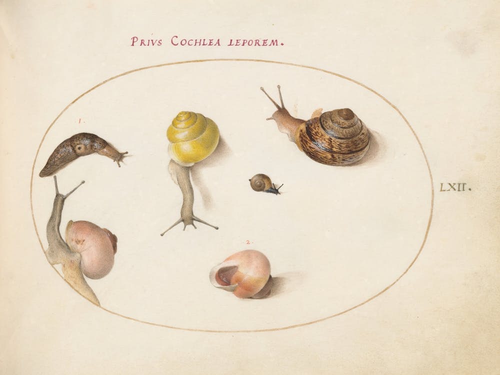 Animalia Qvadrvpedia et Reptilia (c. 1575-1580), Joris Hoefnagel 1