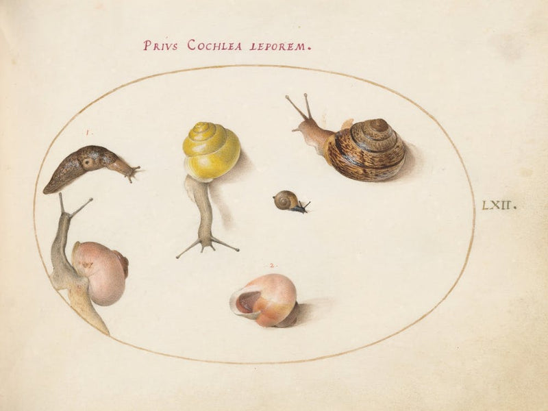 Animalia Qvadrvpedia et Reptilia (c. 1575-1580), Joris Hoefnagel 1
