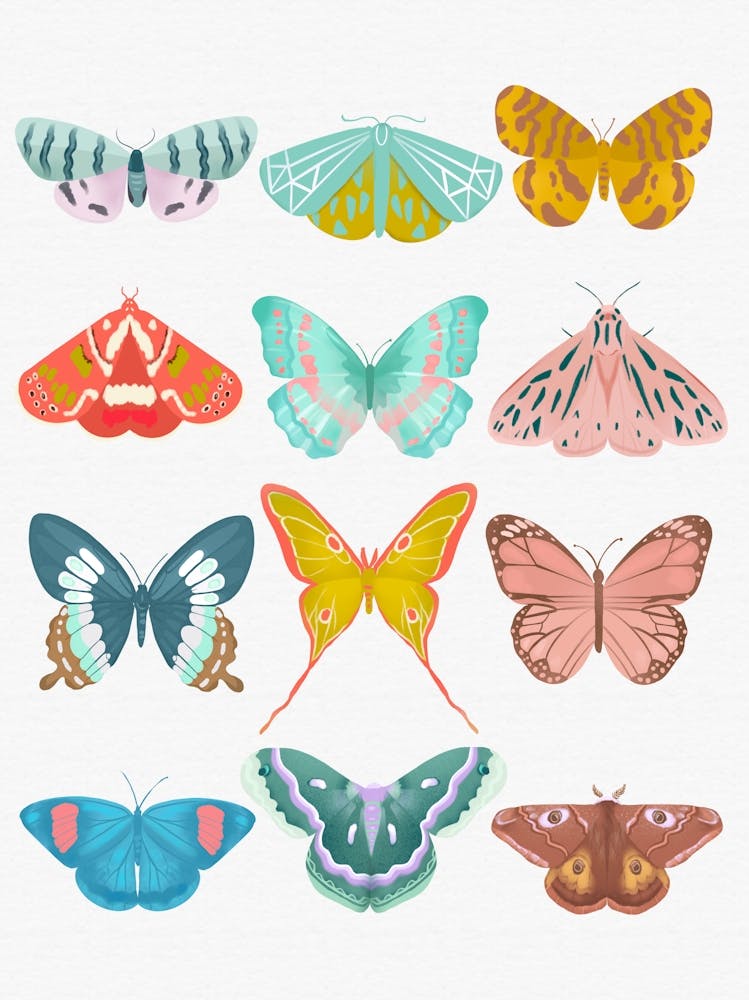 Butterfly